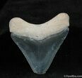 Bone Valley Megalodon Tooth #541-1